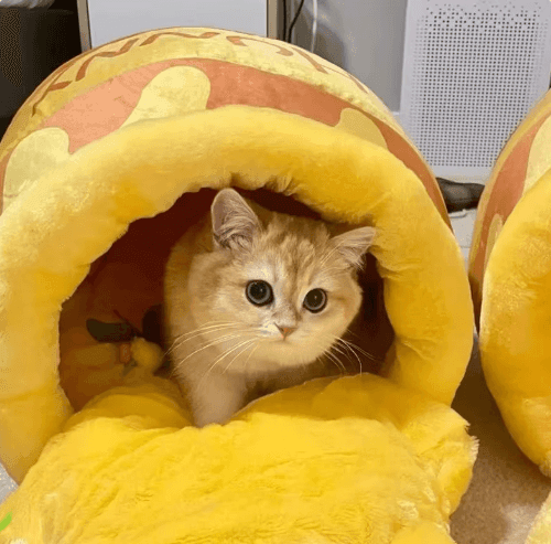 Casinha pote de mel para gatos ou cachorro pequeno médio